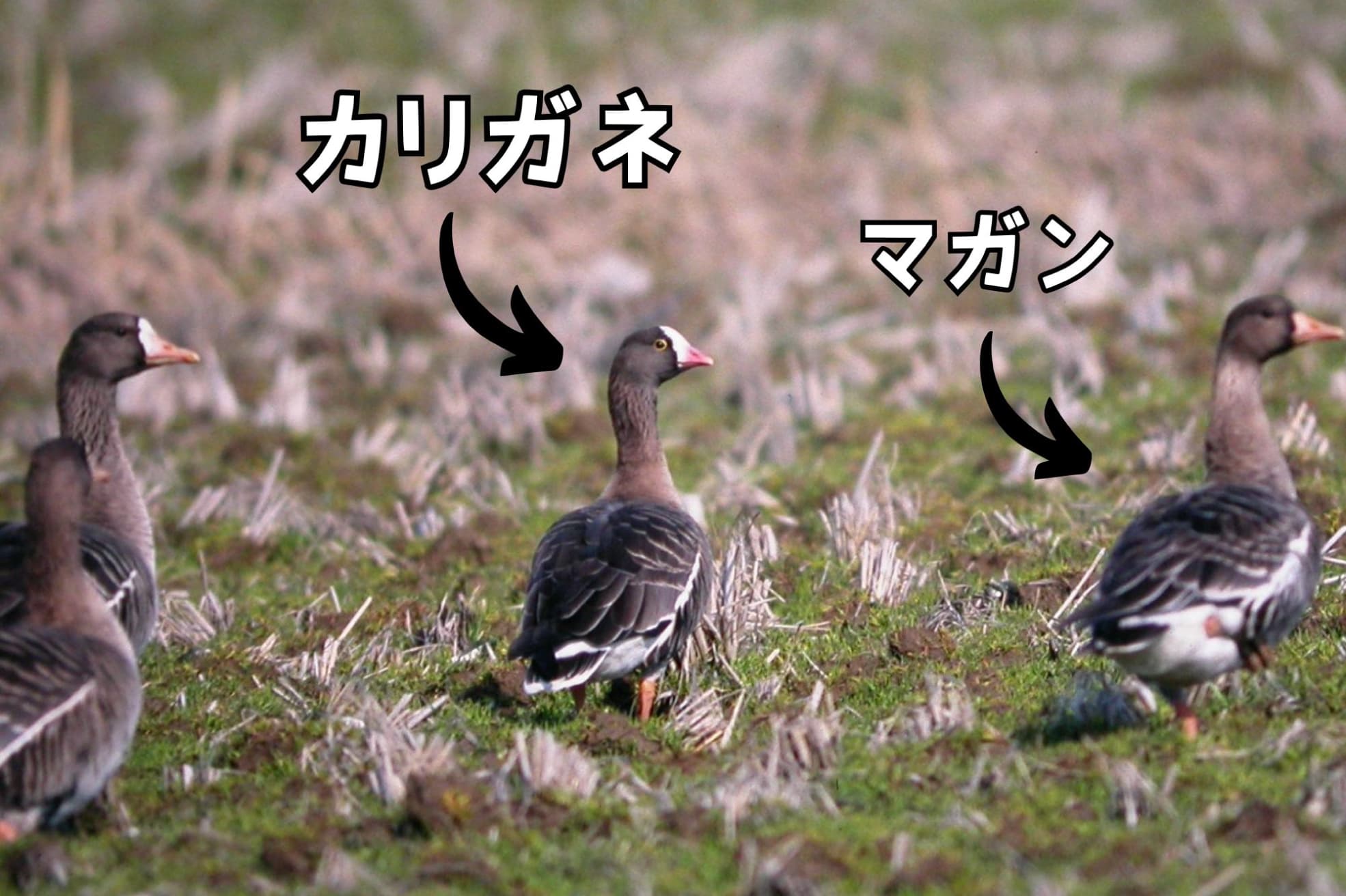 島根県松江市の宍道湖で発見された野鳥「カリガネ」「マガン」