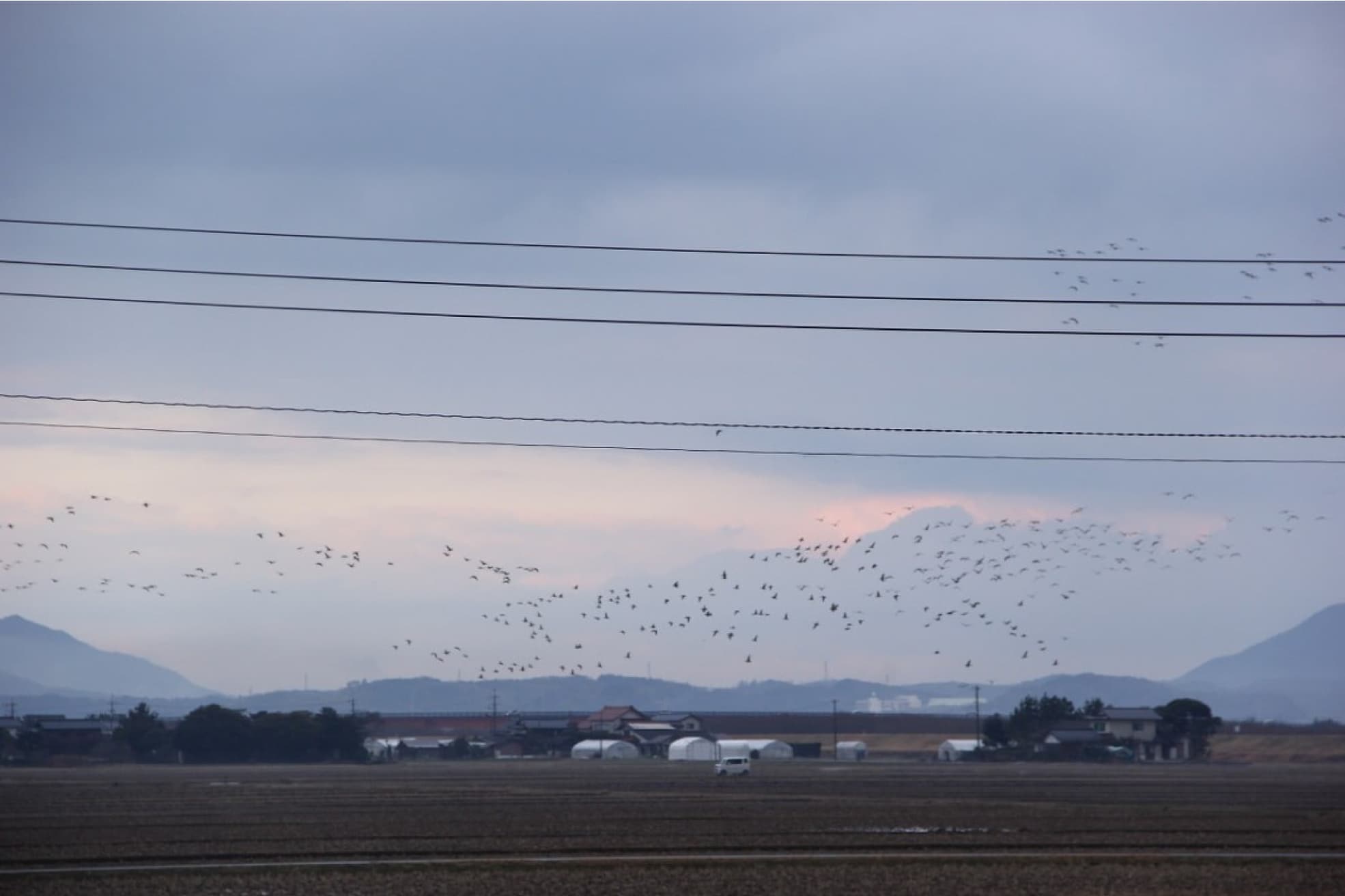 島根県松江市の宍道湖周辺での野鳥観察の様子