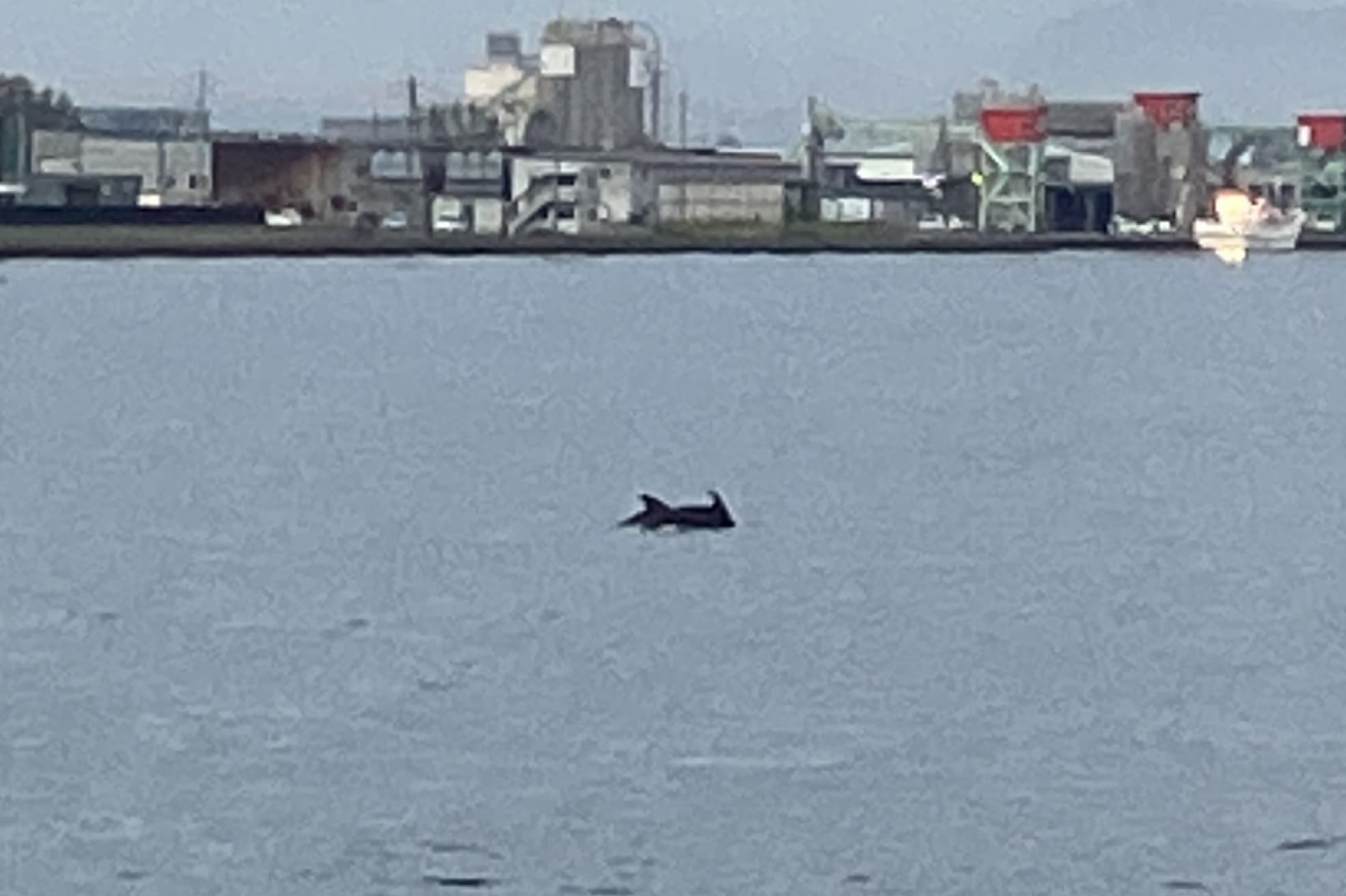 島根県松江市美保関町でのイルカ撮影時の様子