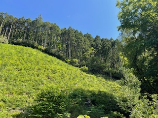 伐採跡地に植えた苗が育っている現場です