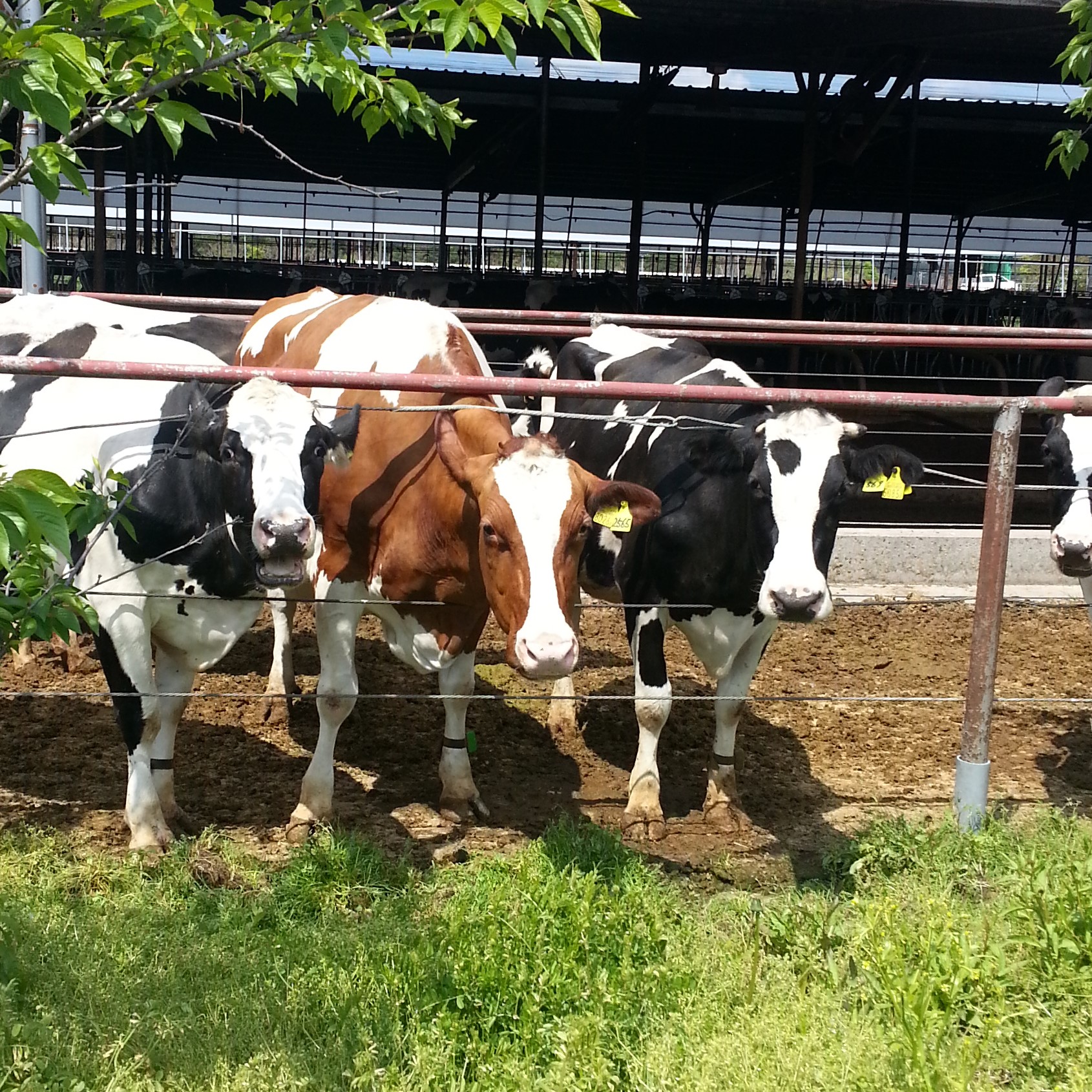 ストレスフリーのフリーストール飼育です。