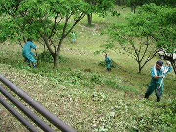 草刈り後、集草作業中